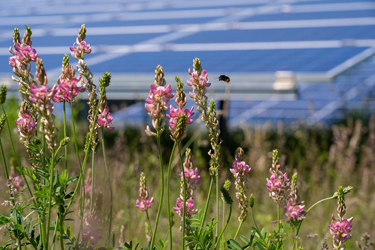 Blumen blühen vor Solarmodulen einer Freiflächensolaranlage.